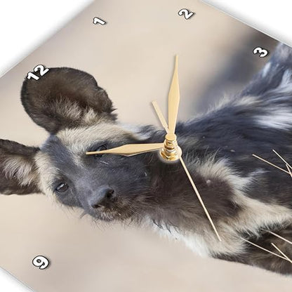 3dRose Wall Clock Silent - 10 inch - Zimbabwe, Mana Pools NP. Close-up of Wild Dog - African Wildlife