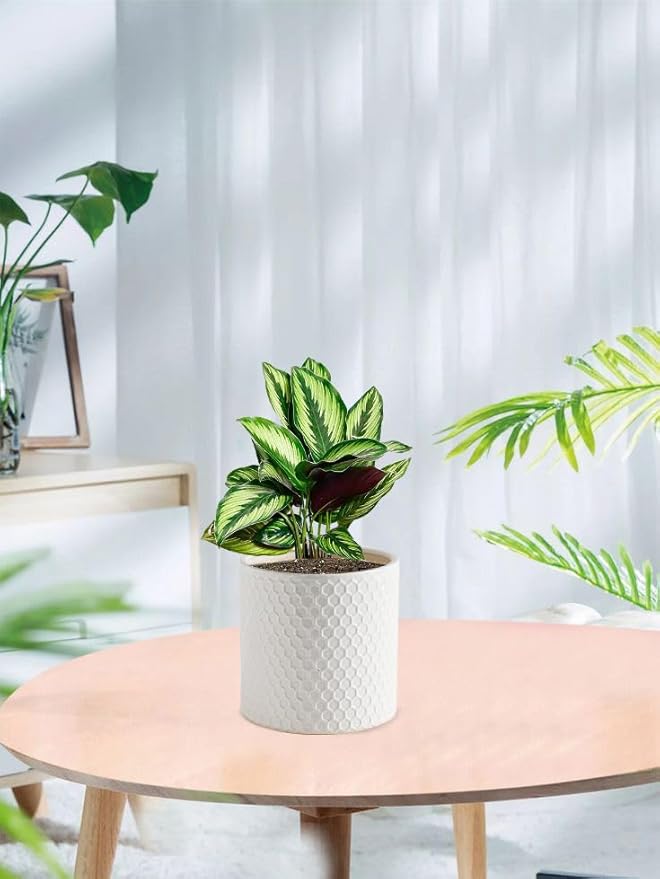 Docrin Ceramic Planters Indoor, 8 Inch Plant Pot