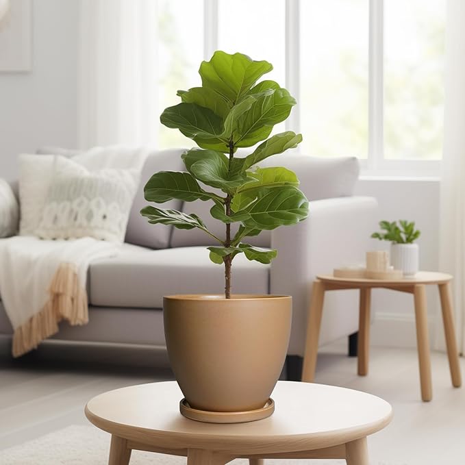 Ceramic Pots for Plants