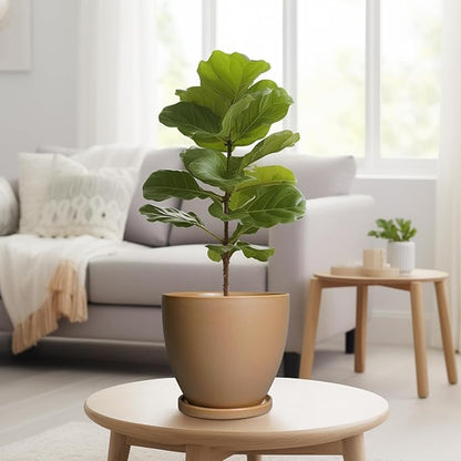 Ceramic Pots for Plants