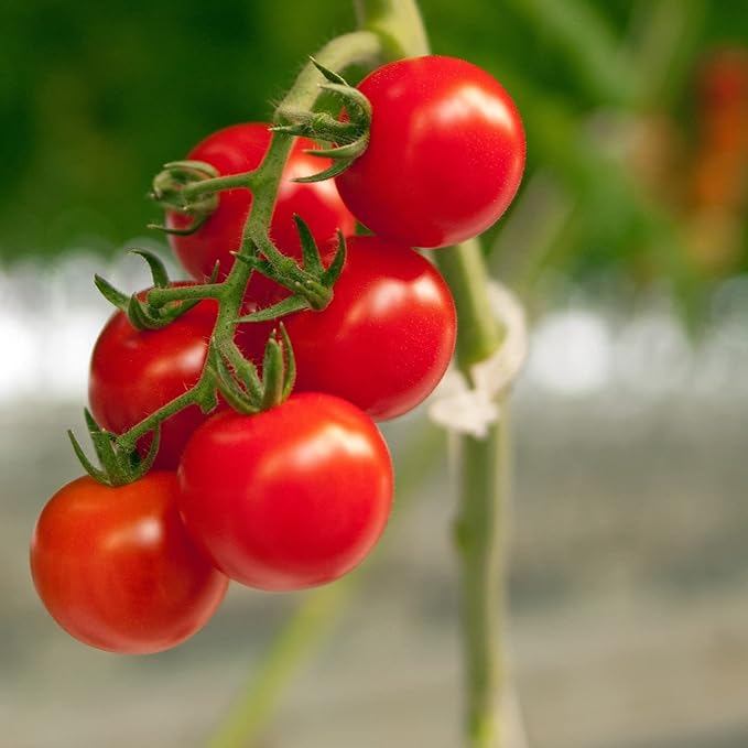 Piteno® 300Pcs Tomato Clips, Plastic Trellis Clips, Plant Support Clips
