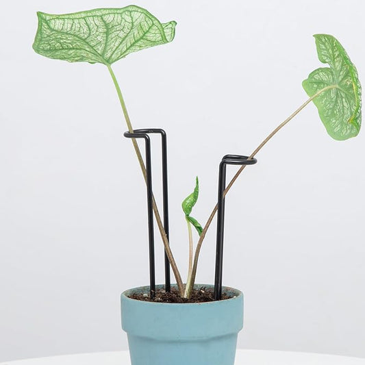 10 Pack Indoor Plant Support for Monstera Trellis Stakes and Stem Holder