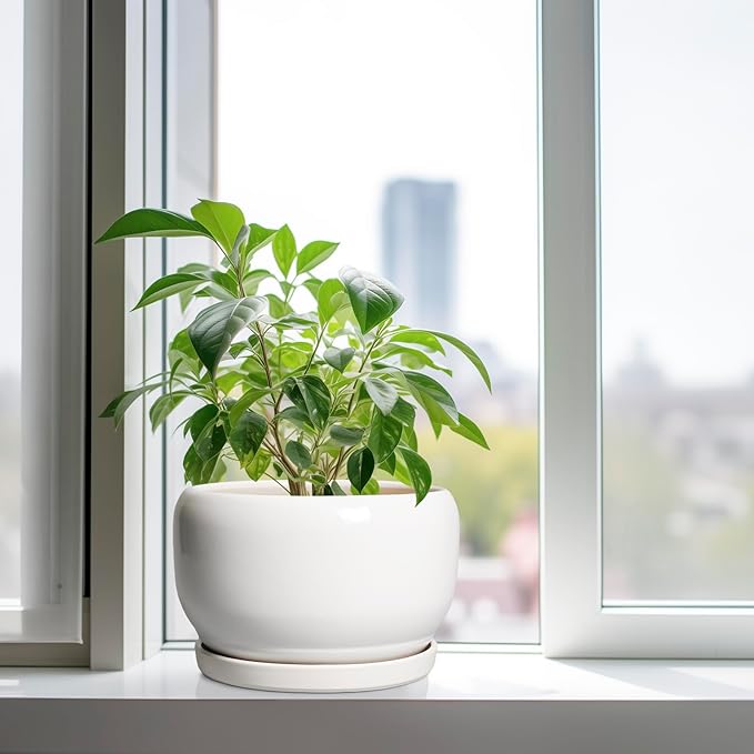 SQOWL Ceramic Pot for Plants