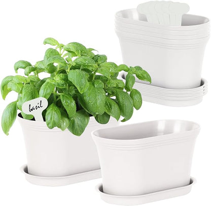 Windowsill Garden Pots, Succulents, African Violet
