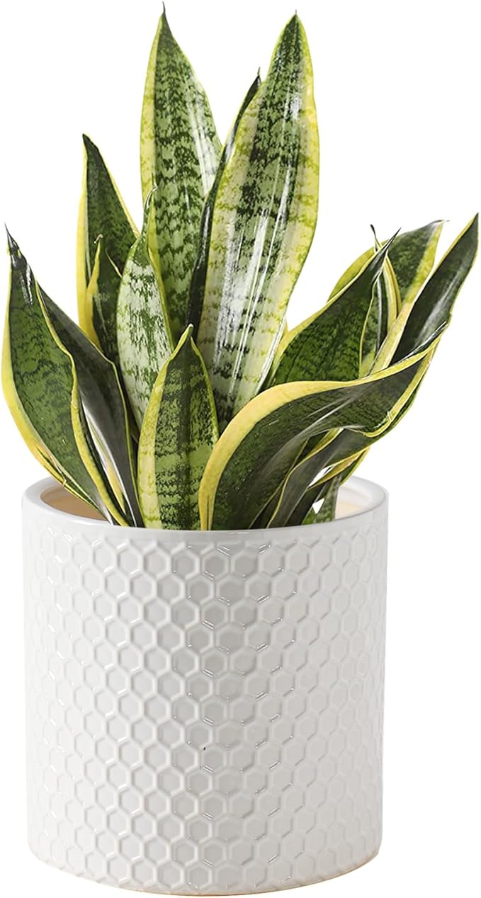 Docrin Ceramic Planters Indoor, 8 Inch Plant Pot