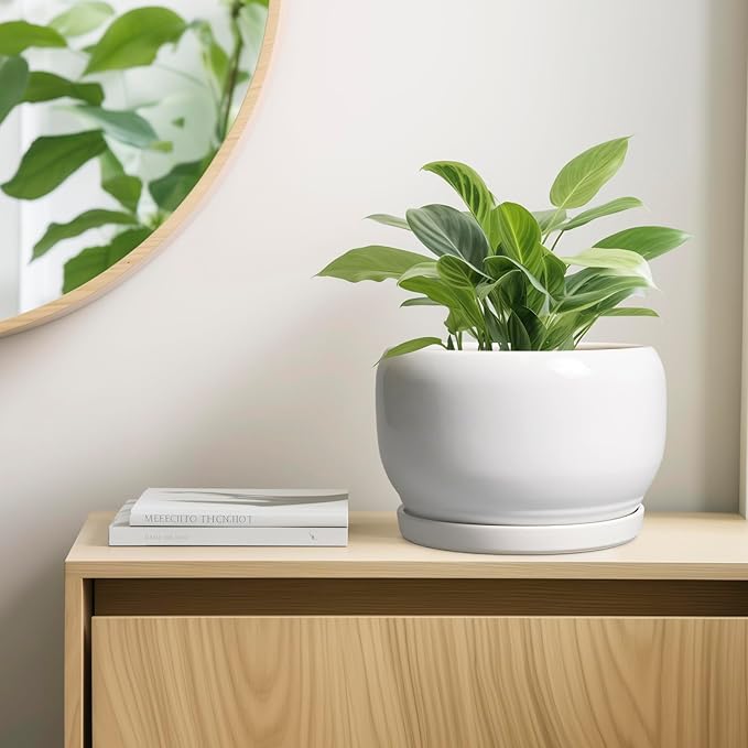 SQOWL Ceramic Pot for Plants