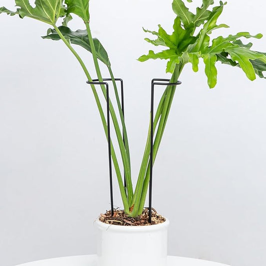 10 Pack Large Iron Monstera Trellis