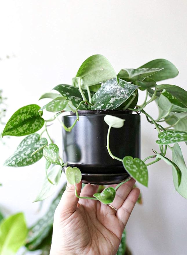 LE TAUCI Ceramic Plant Pots, 4.3+5.3+6.8 inch, Planters
