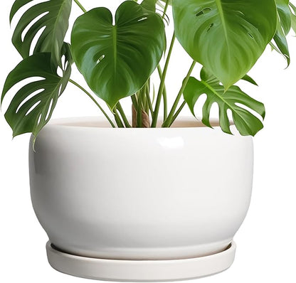 SQOWL Ceramic Pot for Plants