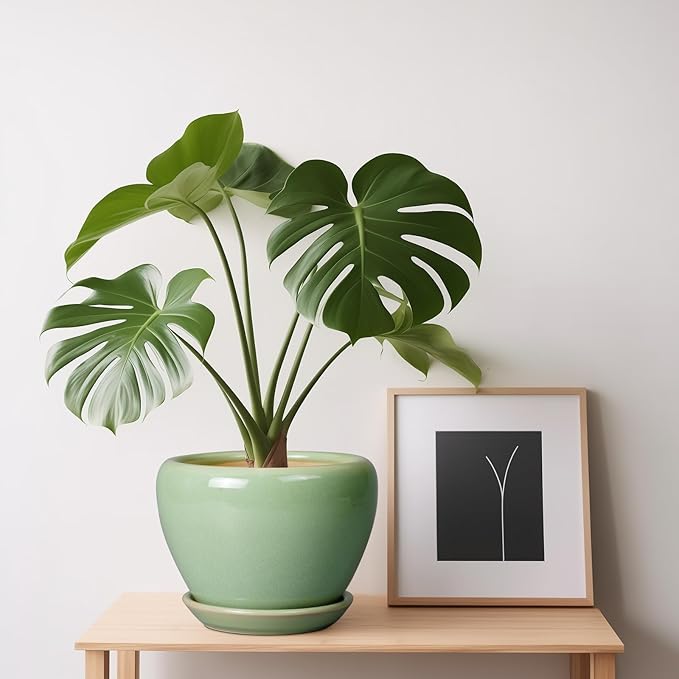 6 Inch Plant Pot
