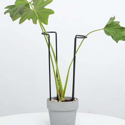 10-Pack Monstera Plant Support