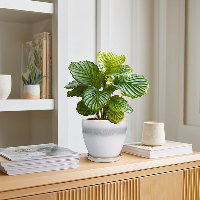 Ceramic Plant Pot