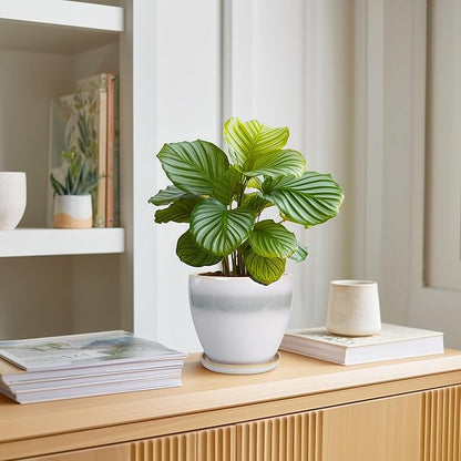 Ceramic Plant Pot