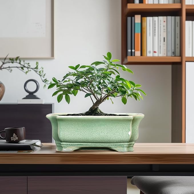 Bonsai Tree Pot 11.6 Inch