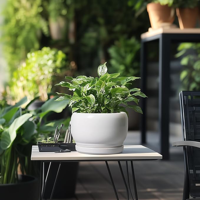 SQOWL Ceramic Planters for Indoor Plants