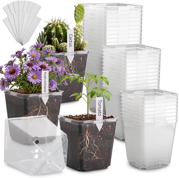 5.5 Inch Clear Square Nursery Pots