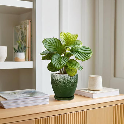 6 Inch Plant Pot