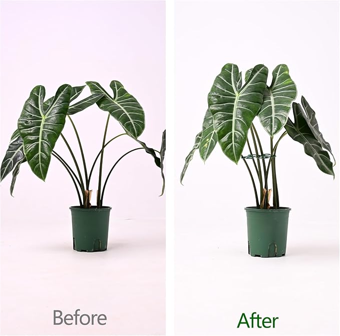 5PCS Monstera Plant Support Hook
