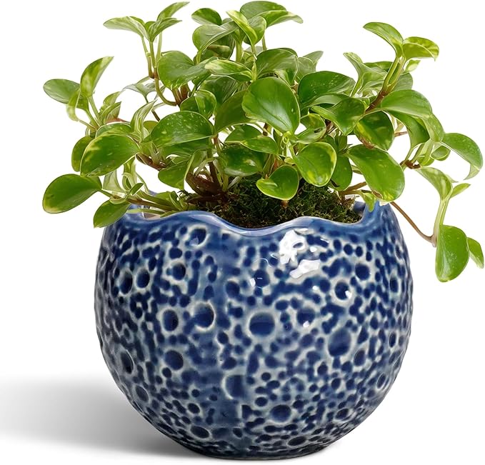 4 inch Plant Pots