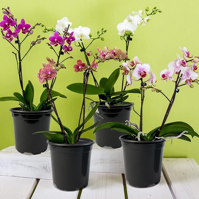 RAOOKIF 50 Pack Nursery Pots, 3 Inch Nursery Pot