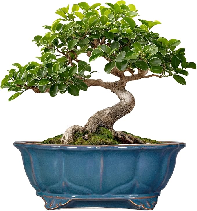 Bonsai Tree Pot