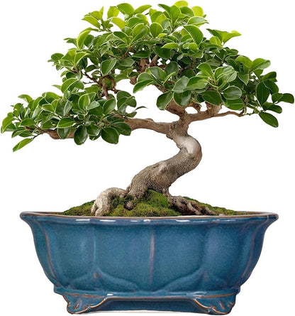 Bonsai Tree Pot