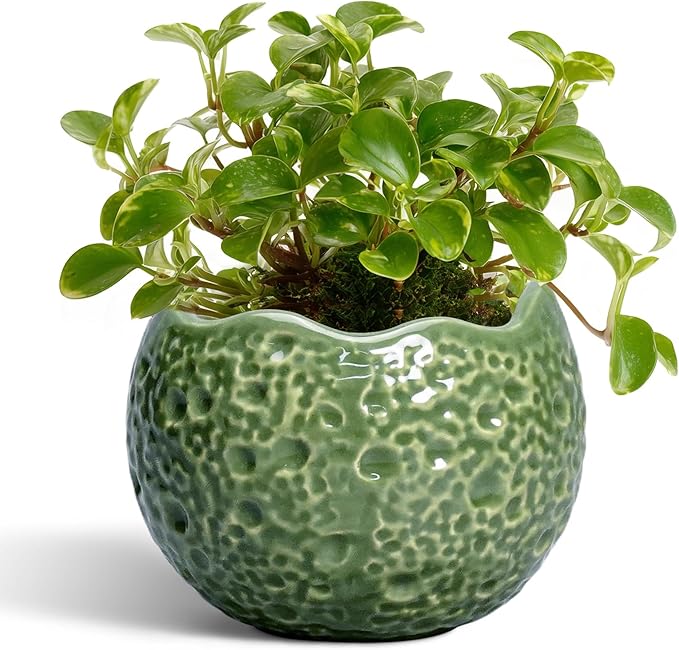 Ceramic Plant Pots