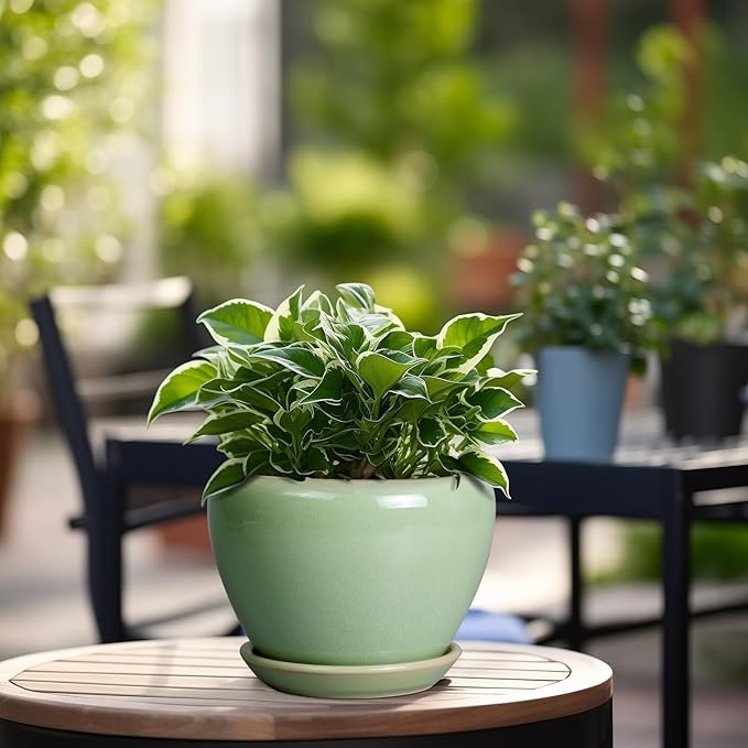 6 Inch Plant Pot