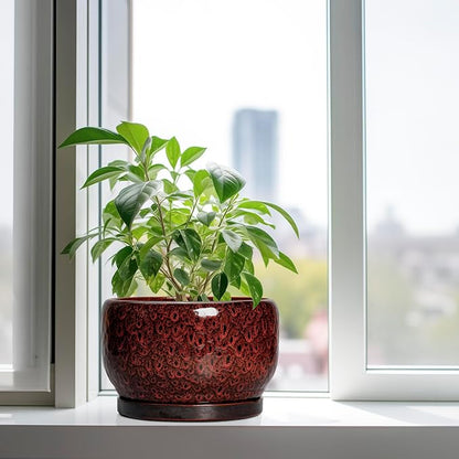 SQOWL Ceramic Flower Pots