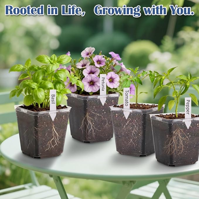 5.5 Inch Clear Square Nursery Pots