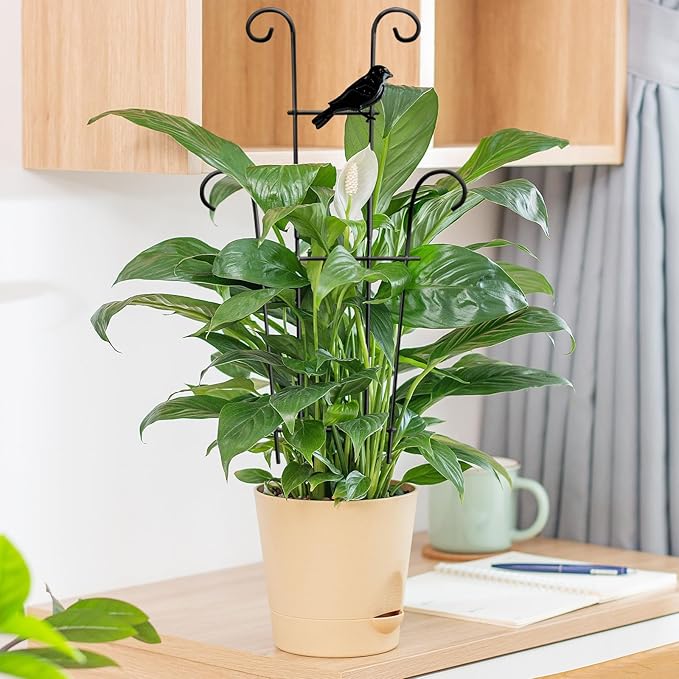 23in Plant Trellis Indoor, Trellis