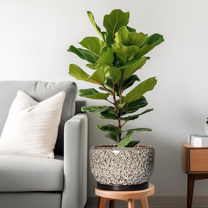 SQOWL Ceramic Plant Pots