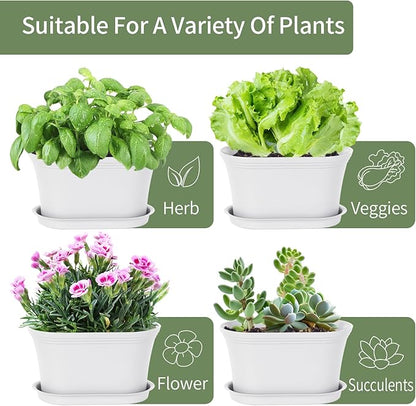 Windowsill Garden Pots, Succulents, African Violet
