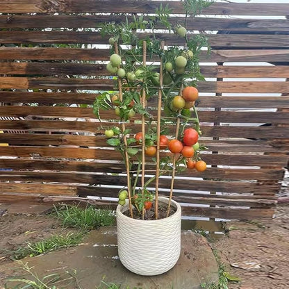 Natural Bamboo Trellis, Fan-Shaped Plant Support Trellis