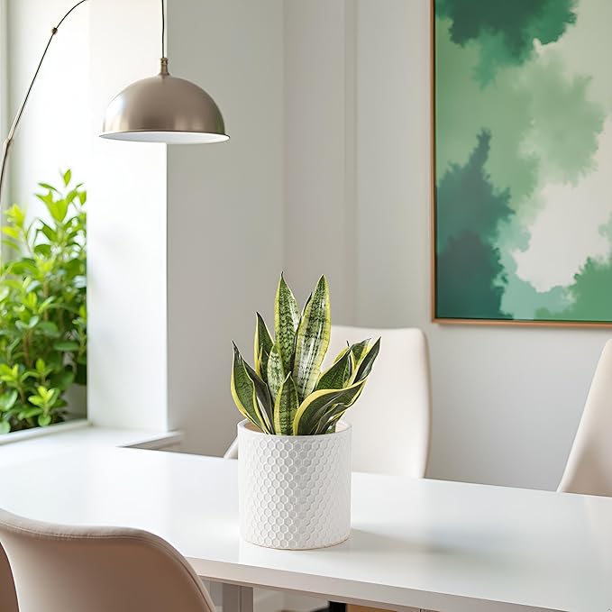 Docrin Ceramic Planters Indoor, 8 Inch Plant Pot