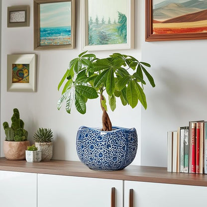 Ceramic Pots for Plants