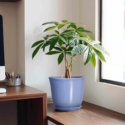 Ceramic Pots for Plants