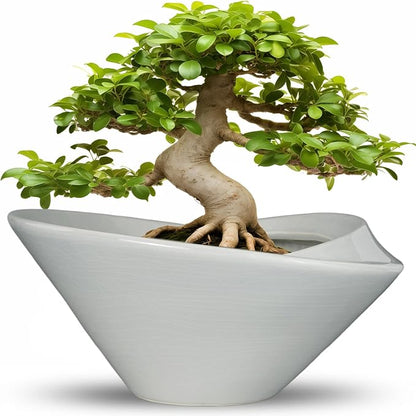 Bonsai Pots 13 Inch