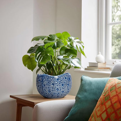 Ceramic Pots for Plants