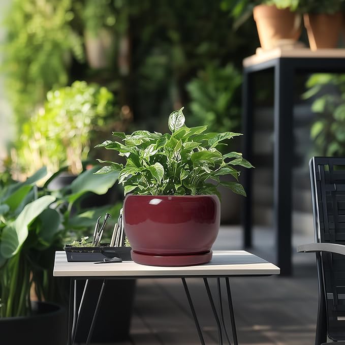 SQOWL Ceramic Planter