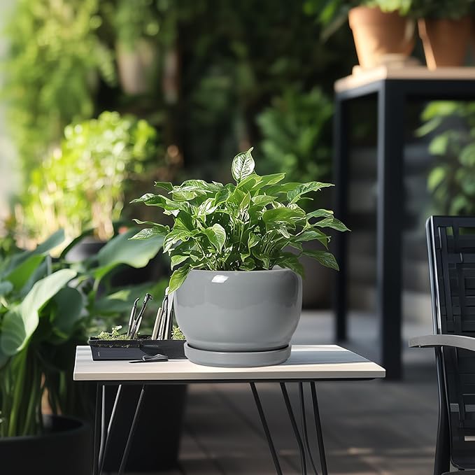 SQOWL Ceramic Pot for Plants