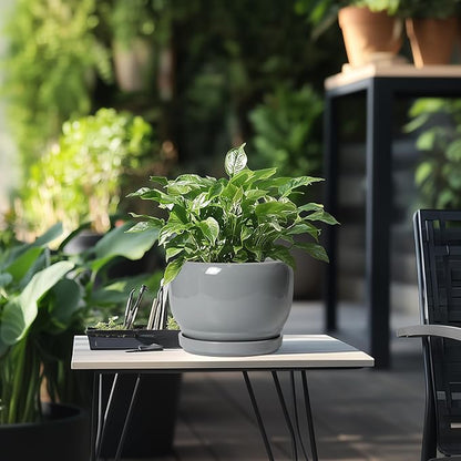 SQOWL Ceramic Pot for Plants