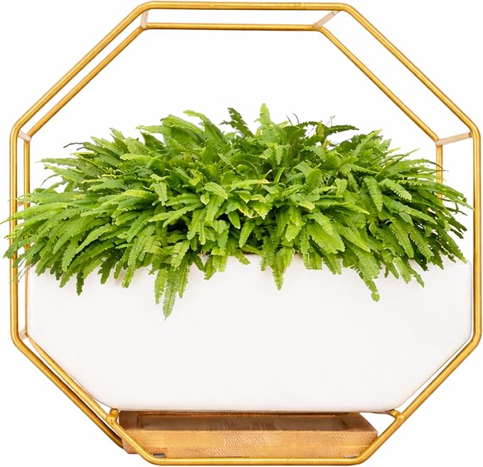 IRYL Wall Planter for Indoor Plants