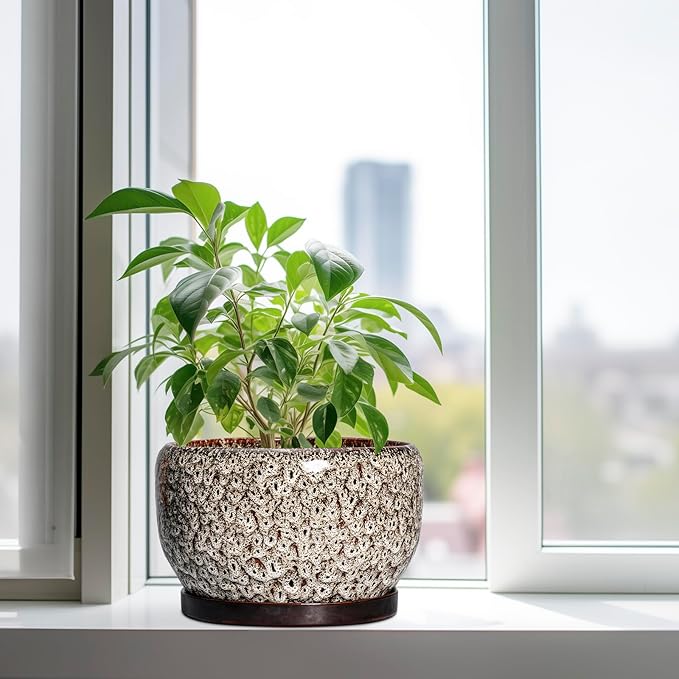 SQOWL Ceramic Plant Pots
