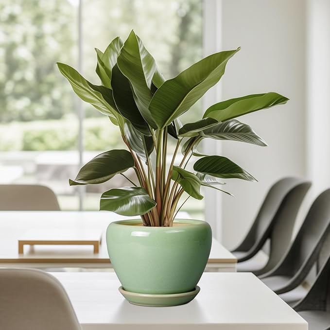 6 Inch Plant Pot