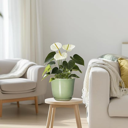 5.6 Inch Plant Pot