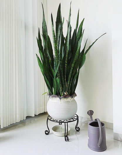 2 Pack Heavy Duty Iron Plant Stand, 11.8'' Diameter, Powder Coated, Sturdy &