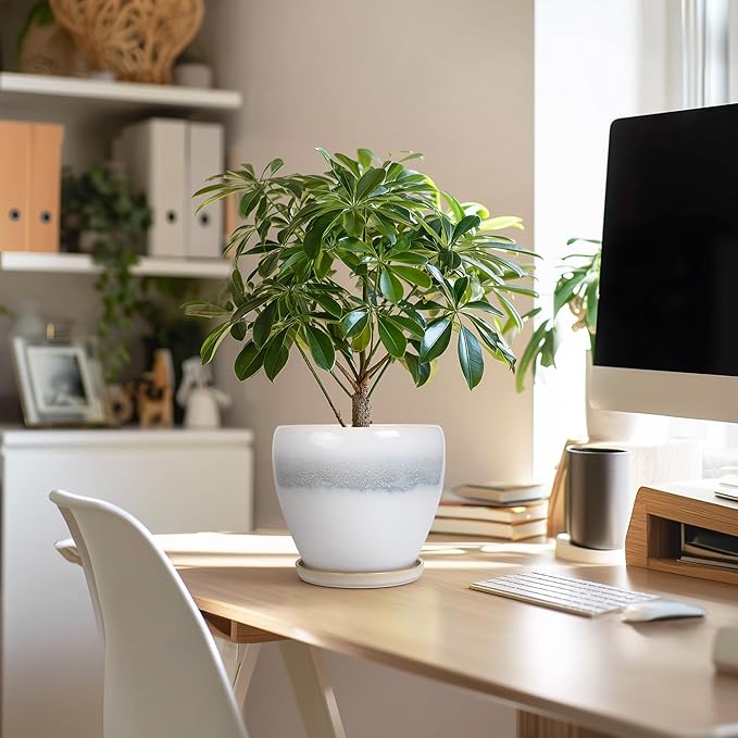Ceramic Plant Pot