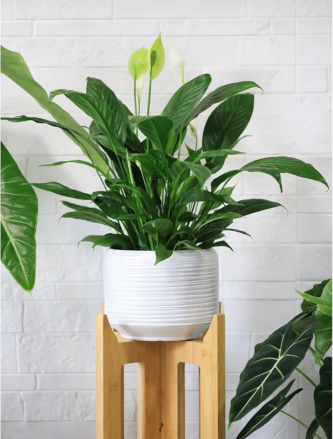 8 Inch + 6 Inch Ceramic Plant Pots Indoor
