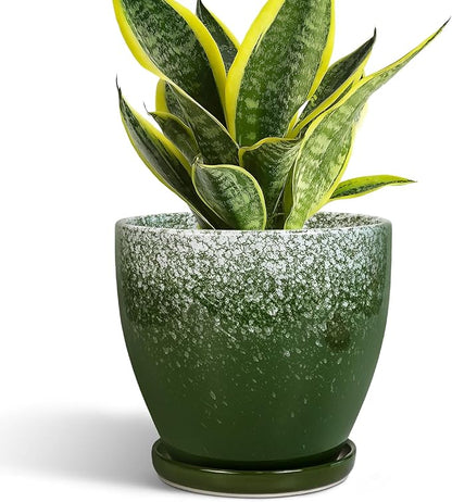 6 Inch Plant Pot